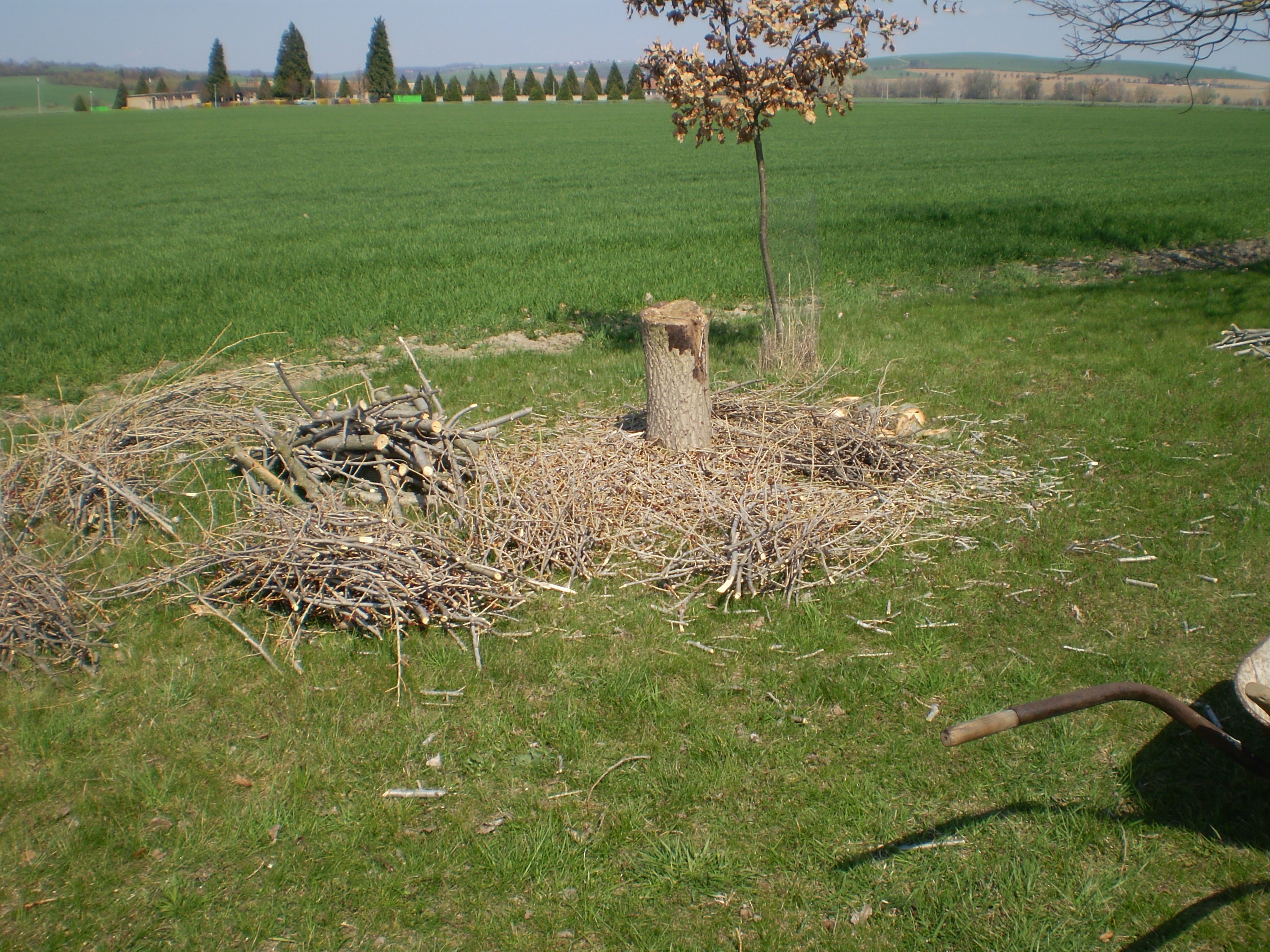 Pokácený topol 003-duben 2019