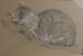 1959 - 003 - 0021 -  Kočka na šedém papíru -  29x19